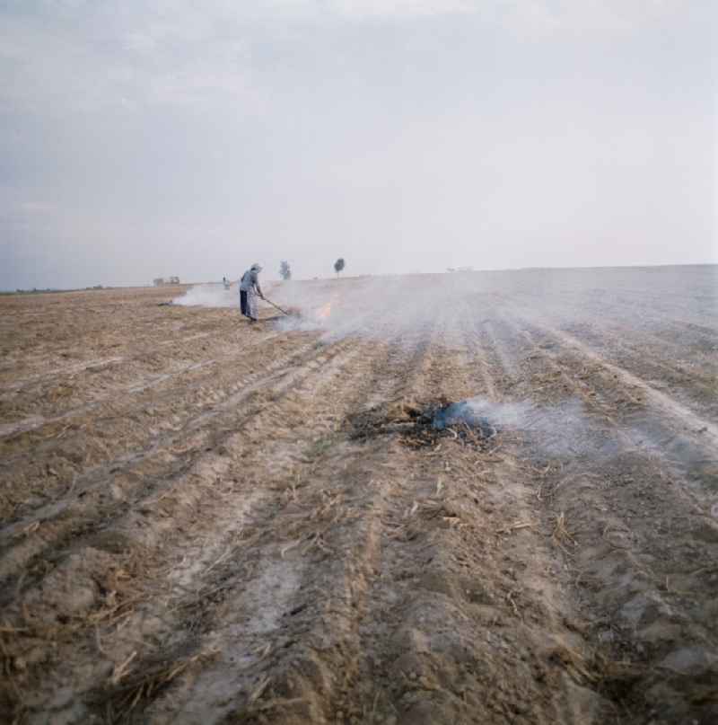 Potato fire in the stubble field after harvest in a field in Raeckelwitz, Saxony on the territory of the former GDR, German Democratic Republic