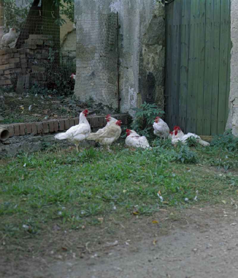 Agricultural work in a farm and farm with chickens - free-range on street Hauptstrasse in Raeckelwitz, Saxony on the territory of the former GDR, German Democratic Republic