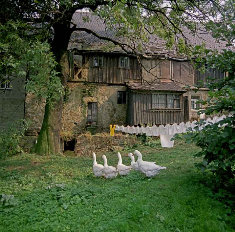 Agricultural work in a farm and farm with chickens - free-range on street Hauptstrasse in Raeckelwitz, Saxony on the territory of the former GDR, German Democratic Republic