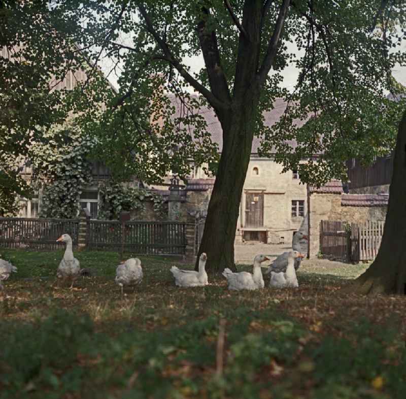 Agricultural work on a farm and agricultural enterprise with free-range geese on the main street in Raeckelwitz, Saxony in the territory of the former GDR, German Democratic Republic