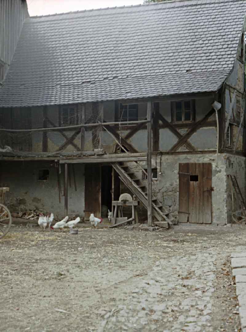 Agricultural work in a farm and farm with chickens - free-range on street Hauptstrasse in Raeckelwitz, Saxony on the territory of the former GDR, German Democratic Republic