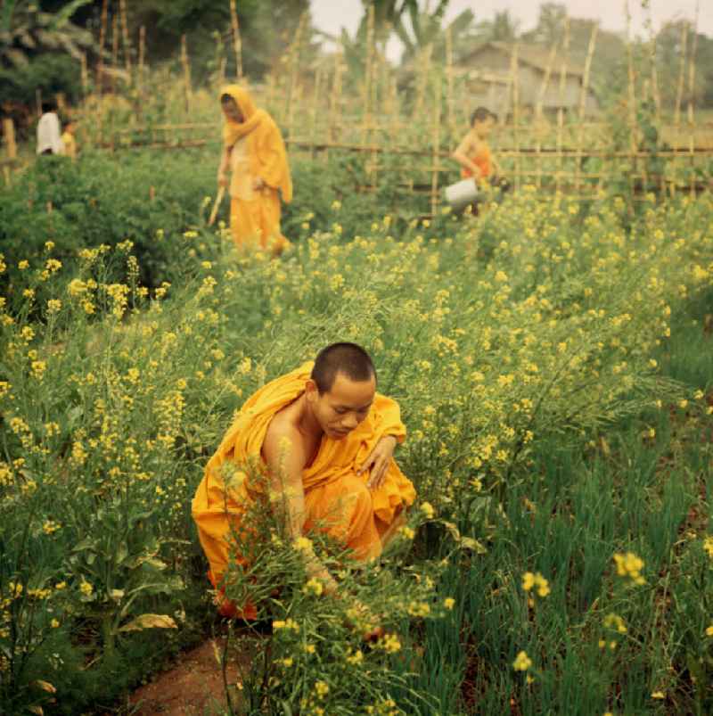 Mönche in den charakteristischen safrangelben Gewändern bei ihrer täglichen Arbeit in einem buddhistischen Tempel in Vientiane, der Hauptstadt der Demokratischen Volksrepublik Laos. Bis zur Ausrufung der Volksrepublik Laos am 2. Dezember 1975 bestimmte der Theravada-Buddhismus die kulturelle Entwicklung im Land. Nachdem die anfängliche Unterdrückung der traditionellen buddhistischen Bräuche durch die neuen kommunistischen Machthaber mißlang, fand Laos in den folgenden Jahrzehnten einen eigenen Weg der Koexistenz von Buddhismus und Sozialismus.