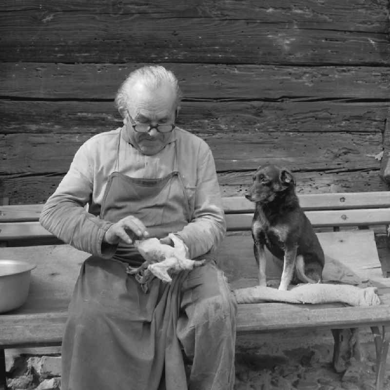 Agricultural work in a farm and agricultural business with a farmer plucking poultry on a bench with a sitting dog in Weisskeissel, Saxony in the area of ??the former GDR, German Democratic Republic